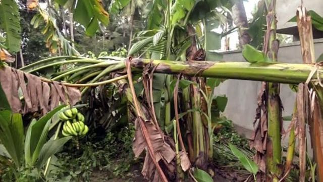 montha, cyclone, cyclone montha updates,