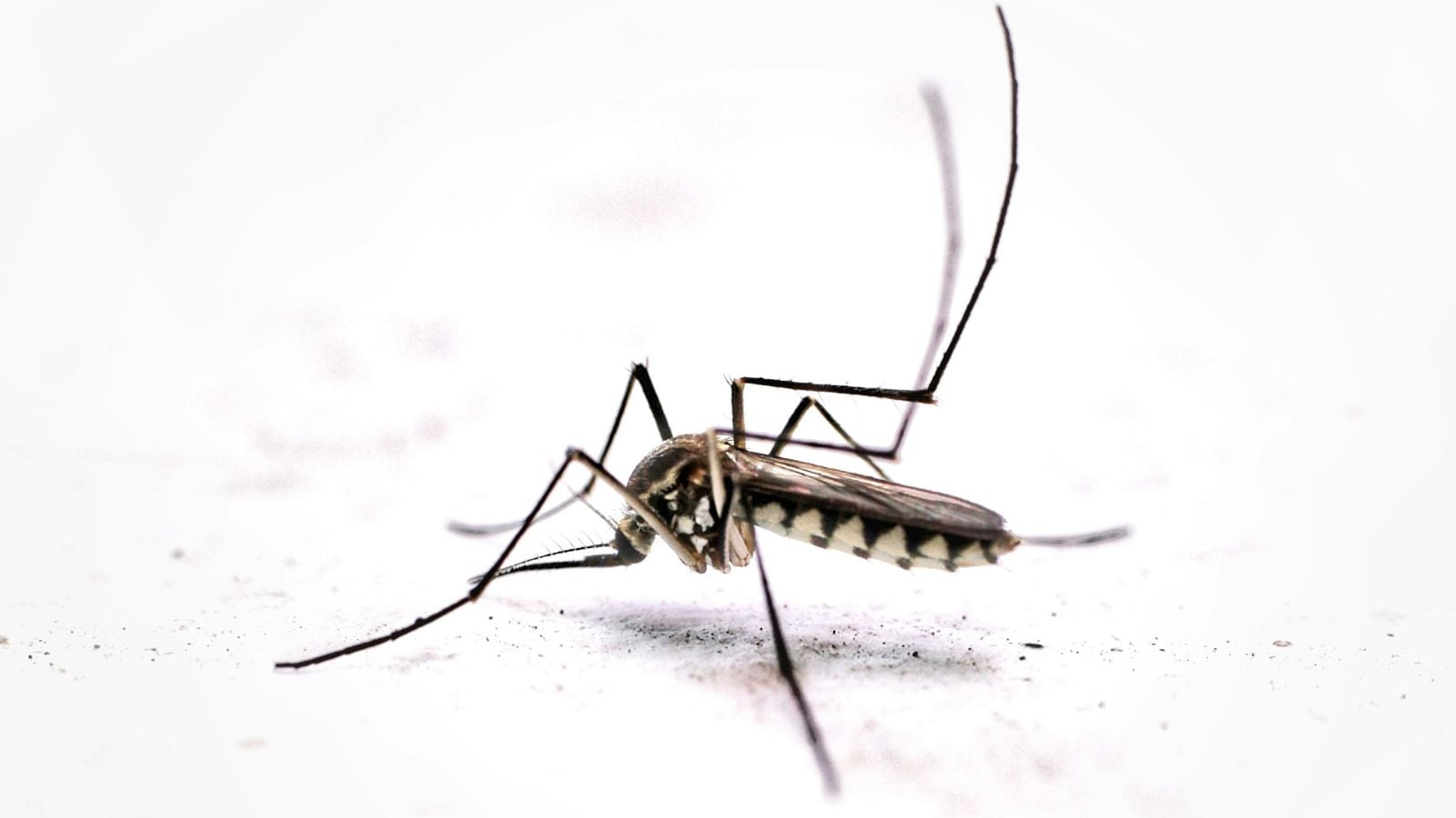 Global study projects 51 lakh in India could be at risk of chikungunya every year in long-term