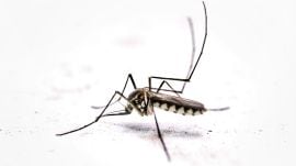 While there are no specific treatments for the viral mosquito-borne infection, two preventive vaccines have been approved for use in certain countries, including the US.