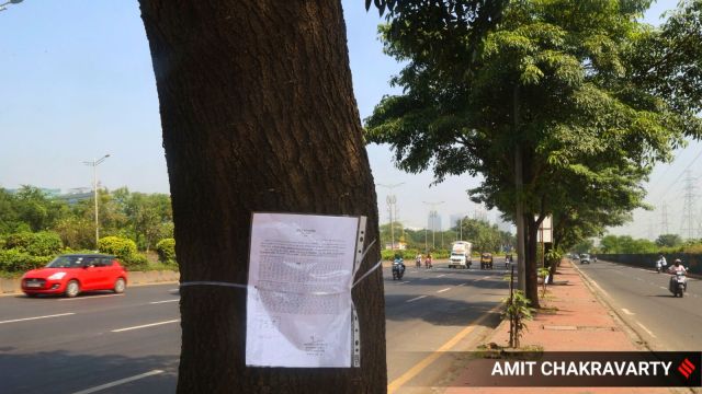 The Brihanmumbai Municipal Corporation (BMC) has issued notices on several trees along the Eastern Express Highway, alerting residents about their planned felling or transplantation to make way for ongoing infrastructure works. The action will cover the stretch from Airoli to Chheda Nagar approximately 12 Km, impacting hundreds of Pink Trumpet trees, known for their striking winter blooms in shades of vibrant pink along the Eastern Express Highway. Express Photo by Amit Chakravarty 11-10-25, Mumbai