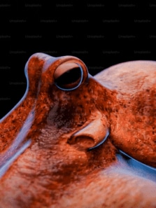 8 largest species of octopus found in the world