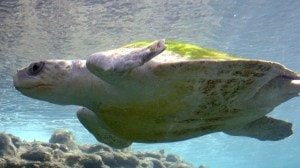 turtle