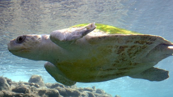 turtle