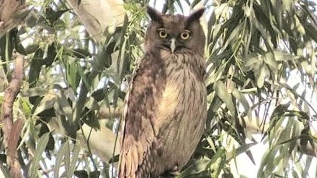 In India, there are five varieties of owls: the Indian (Rock) eagle owl, Indian scops owl, brown fish owl, dusky eagle owl, and mottled wood owl.