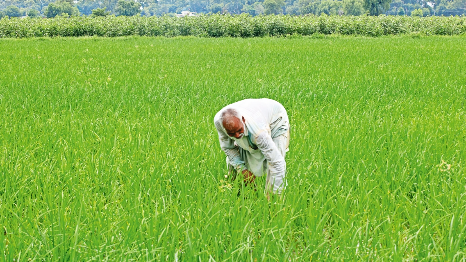‘Under-weighing 2 to 3 kg less per quintal’: Punjab farmers complain manipulation of paddy produce
