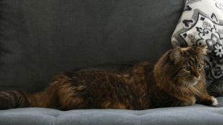 Meanwhile, the licence for pet animals will be issued at the ward office after applying through the online system.