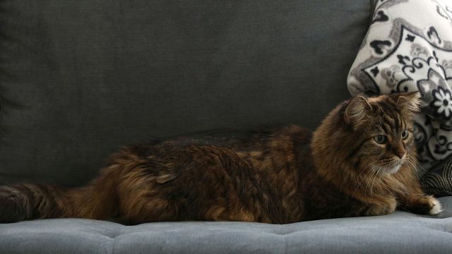 Meanwhile, the licence for pet animals will be issued at the ward office after applying through the online system.