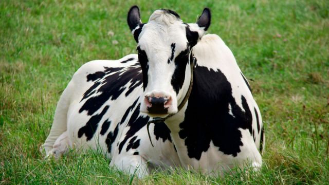 Officials said the state would also promote commercial use of cow-based products like dung, urine, milk, and ghee.