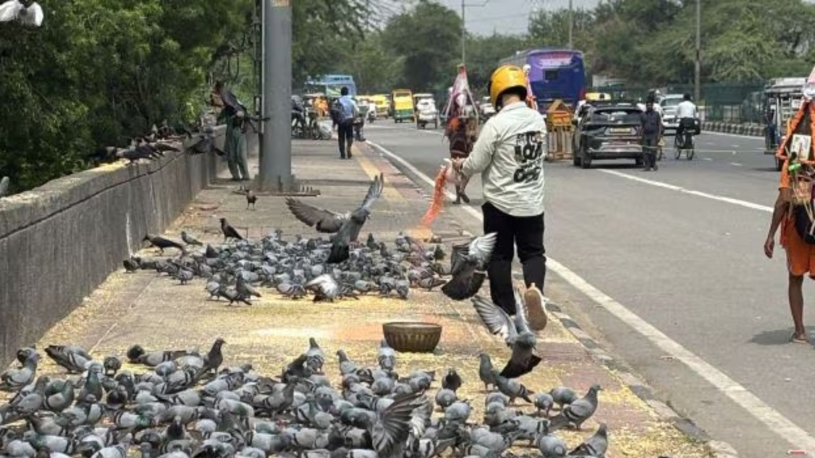BMC Proposes New Pigeon Feeding Sites Amid Environmental Concerns