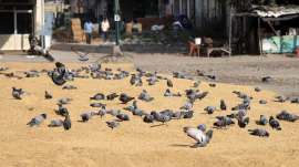pigeons pigeon feeding, pigeons, aarey forest,