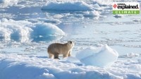 Isolated Greenland polar bear population adapts to climate change polar bear