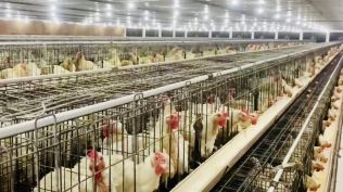 farmers column, poultry farm,
