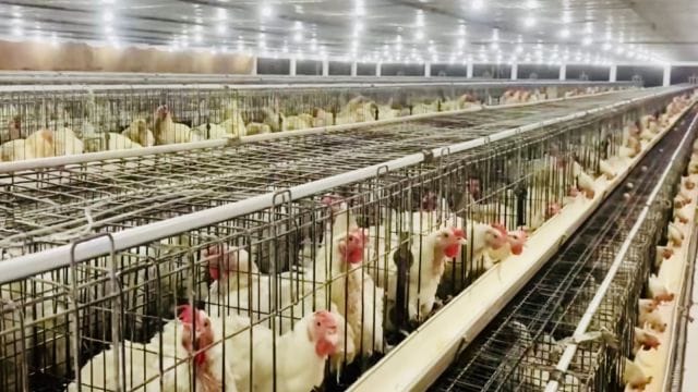 farmers column, poultry farm,