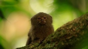 Pygmy marmosets are the smallest monkeys in the world