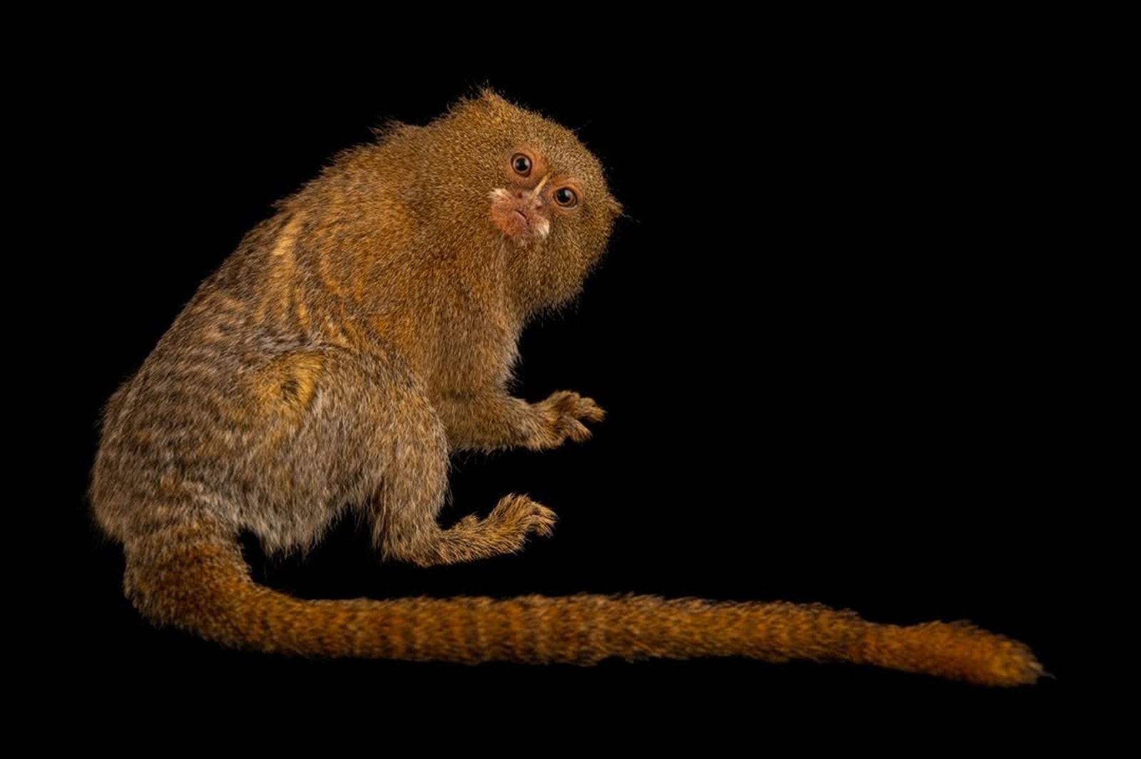 Pygmy marmosets are the smallest monkeys in the world