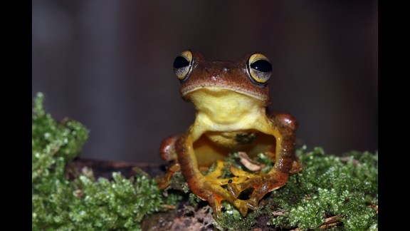 More than 42,000 species are at risk of extinction, with seven animals officially declared extinct in just the past six years.