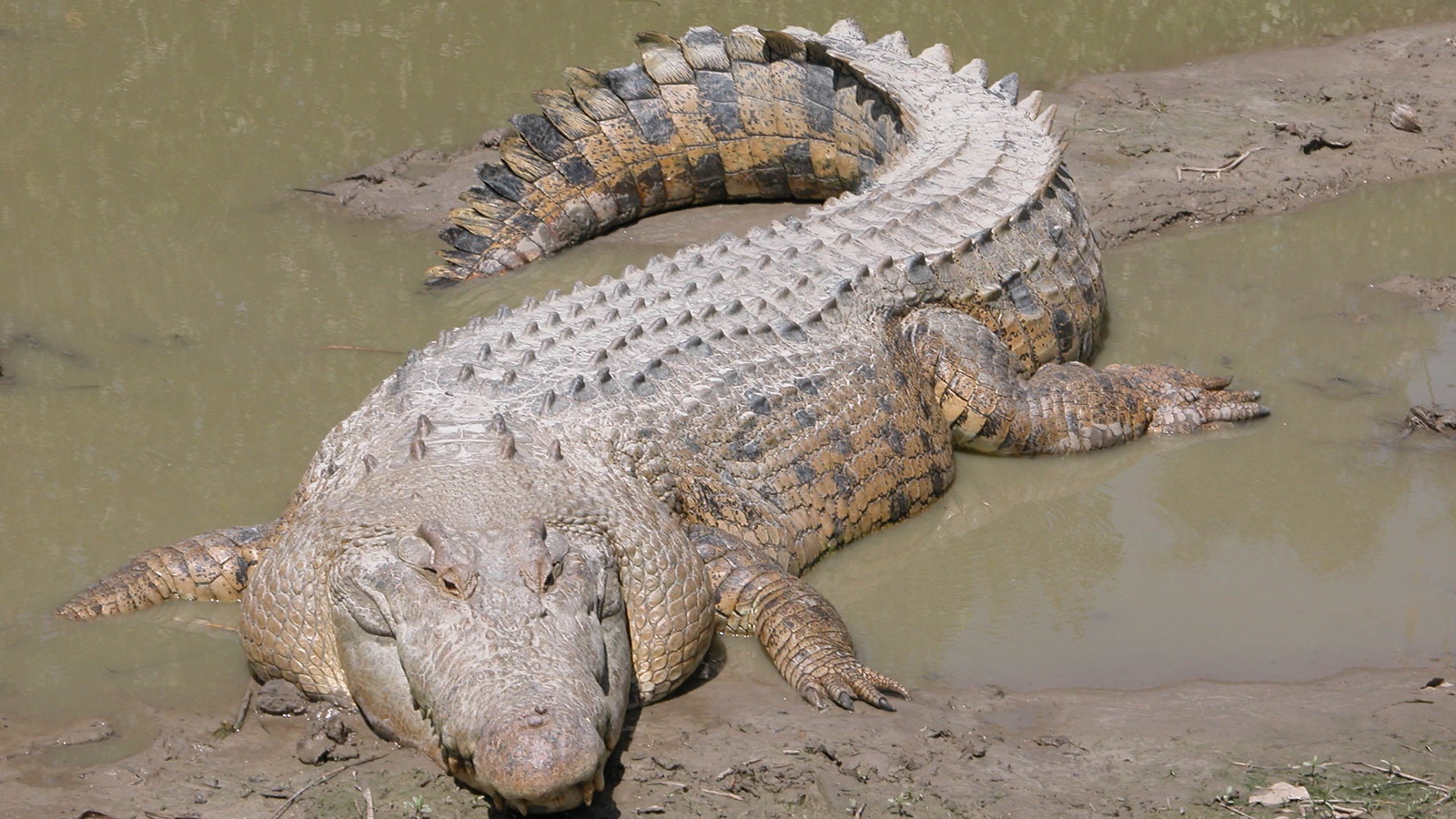 Six-Foot Crocodile Rescued From Vadodara Car After Heavy Rain
