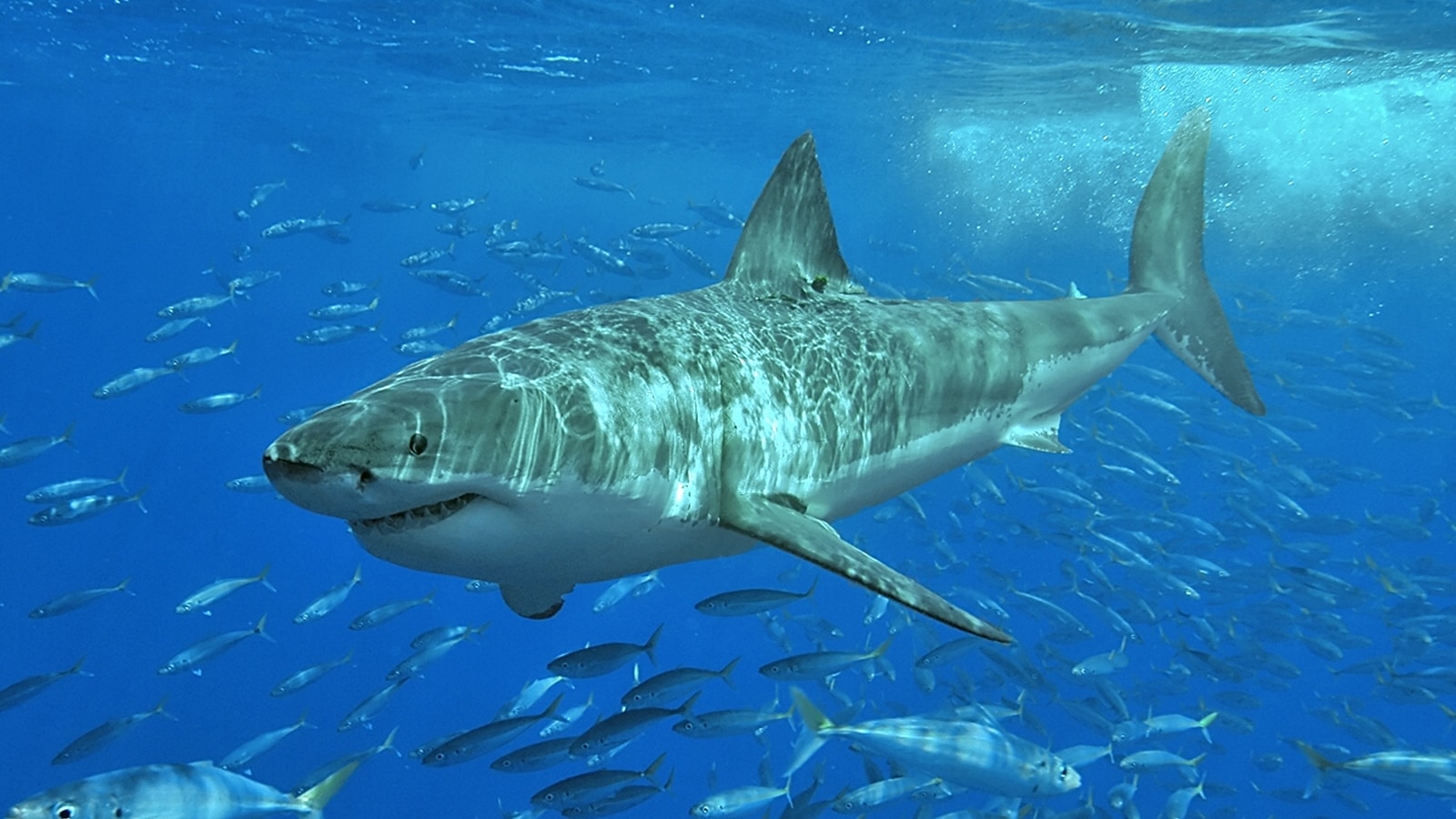 ‘She could have killed me’: Scientist survives shark bite to his head