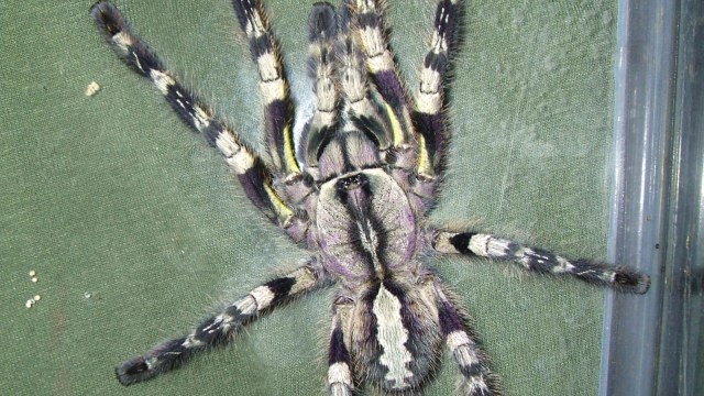 Spider