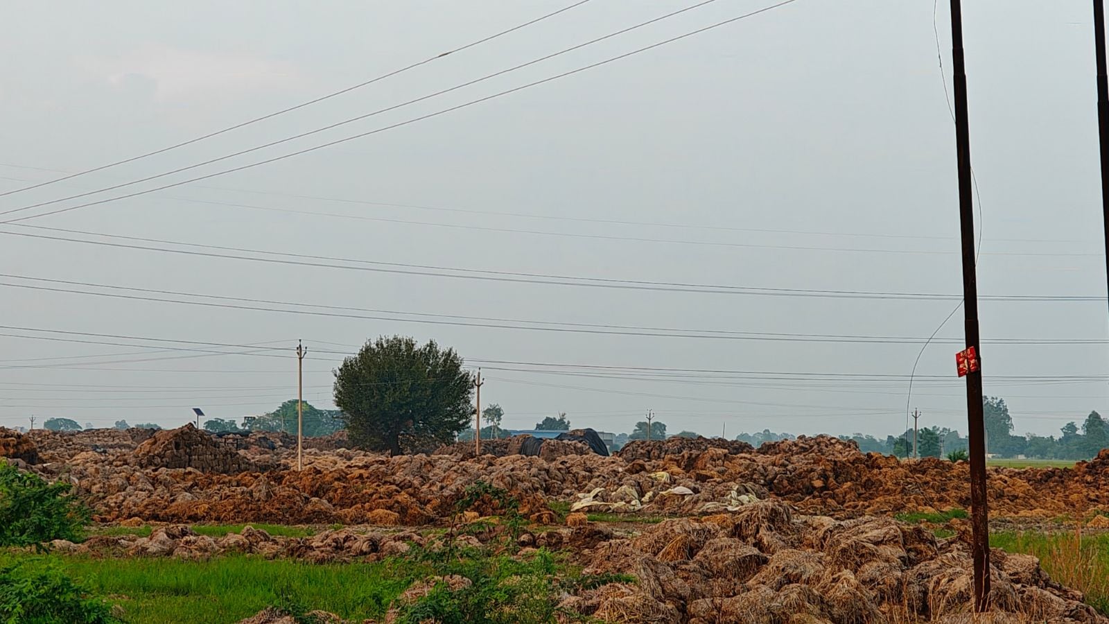 Anti-stubble-burning move backfires: Paddy waste left to rot for over a year in Punjab village