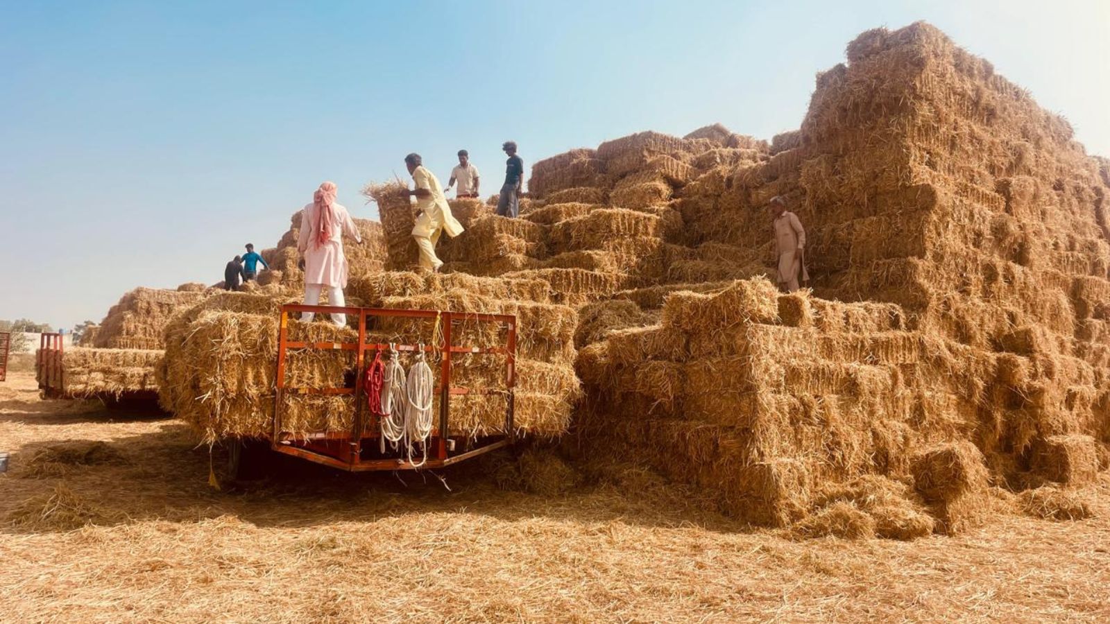 Punjab Farmers Face Wheat Sowing Delays Due to Uncollected Straw Bales