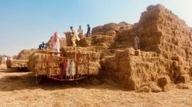 Straw bales being stored in Bhainibagha village of Mansa district of Punjab (Express Photo)