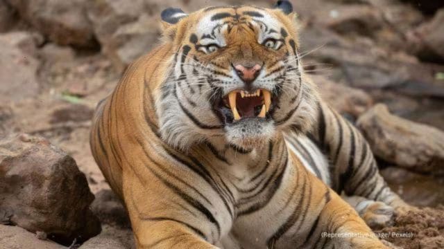 tiger attack