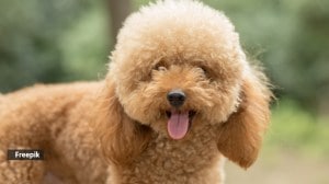 dogs safe to own if allergic