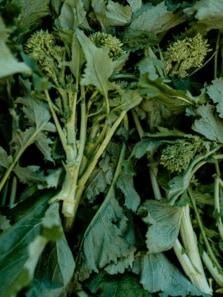 8 unique vegetables that are extremely nutritious