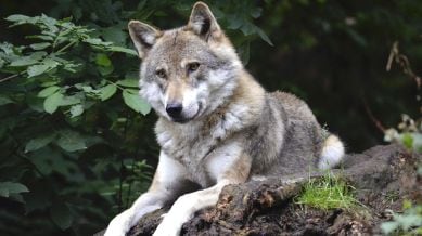 The wolf was spotted in the morning by locals at Manjhla Taukli, the worst-affected village in Kaiserganj. They then informed the forest authorities which rushed a team stationed nearby to the spot.
