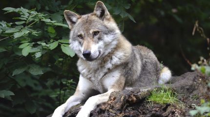 The wolf was spotted in the morning by locals at Manjhla Taukli, the worst-affected village in Kaiserganj. They then informed the forest authorities which rushed a team stationed nearby to the spot.