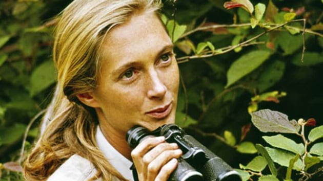 jane goodall