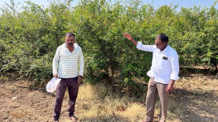 missing pomegranates, missing Maharashtra pomegranates, missing pomegranates In Maharashtra, Maharashtra pomegranates, Shindodi village, Pune news, Pune, Maharashtra news, Indian express, current affairs