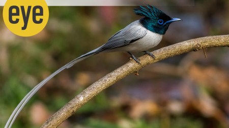 The Asian Paradise Flycatcher