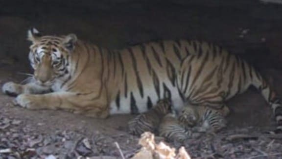 3rd home for cheetahs coming but there’s a challenge: 25 tigers there