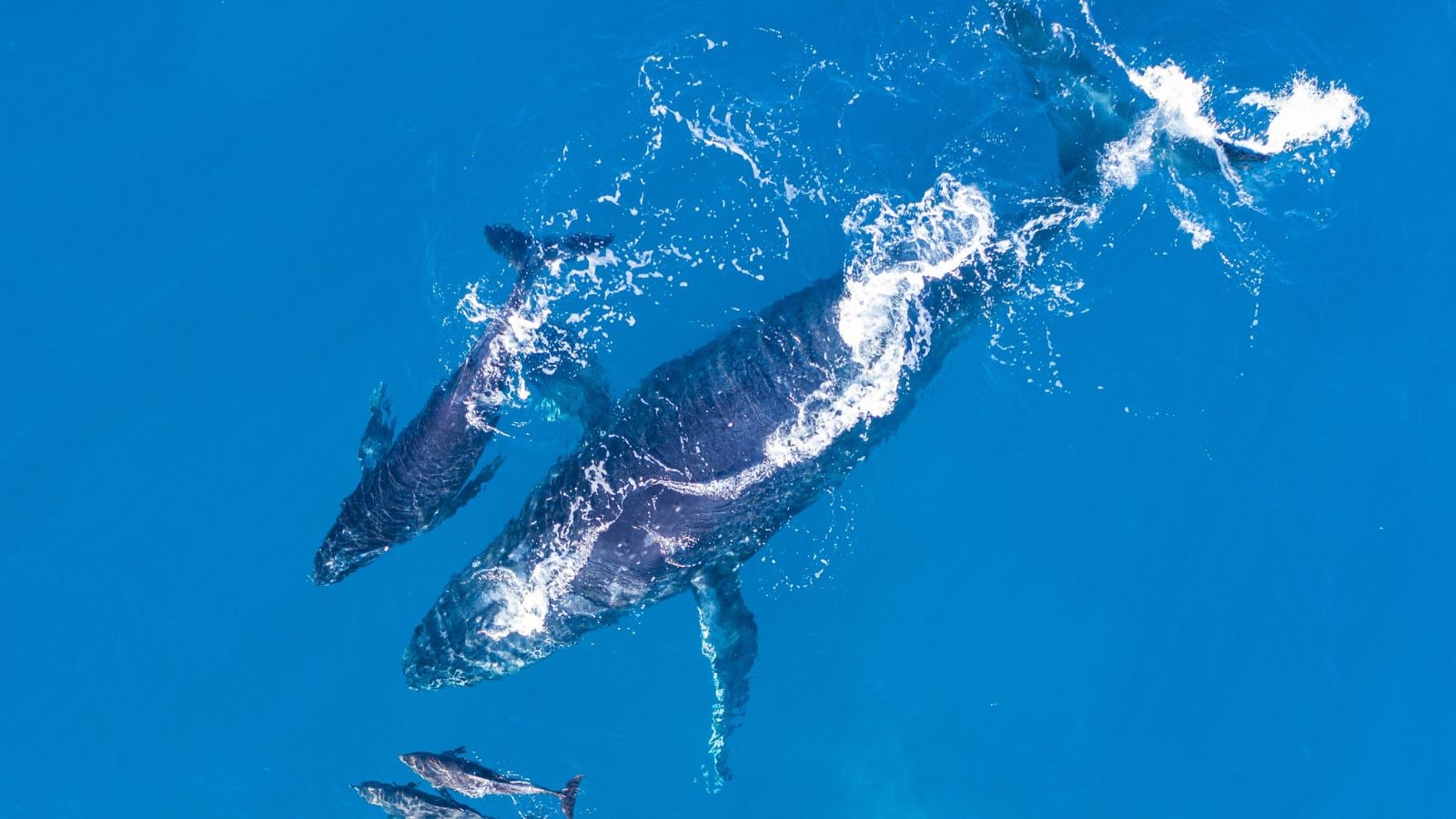 What whales can teach us about cancer