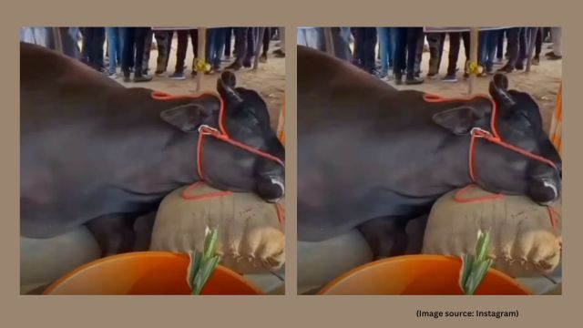 A video from the fair, which has since gone viral, shows the dead buffalo surrounded by several visitors and caretakers at the venue (Image source: Instagram)