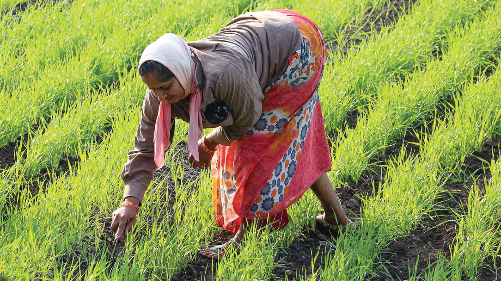 21.70 lakh farmers apply for crop loss aid