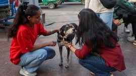 Delhi strays 1 JNU
