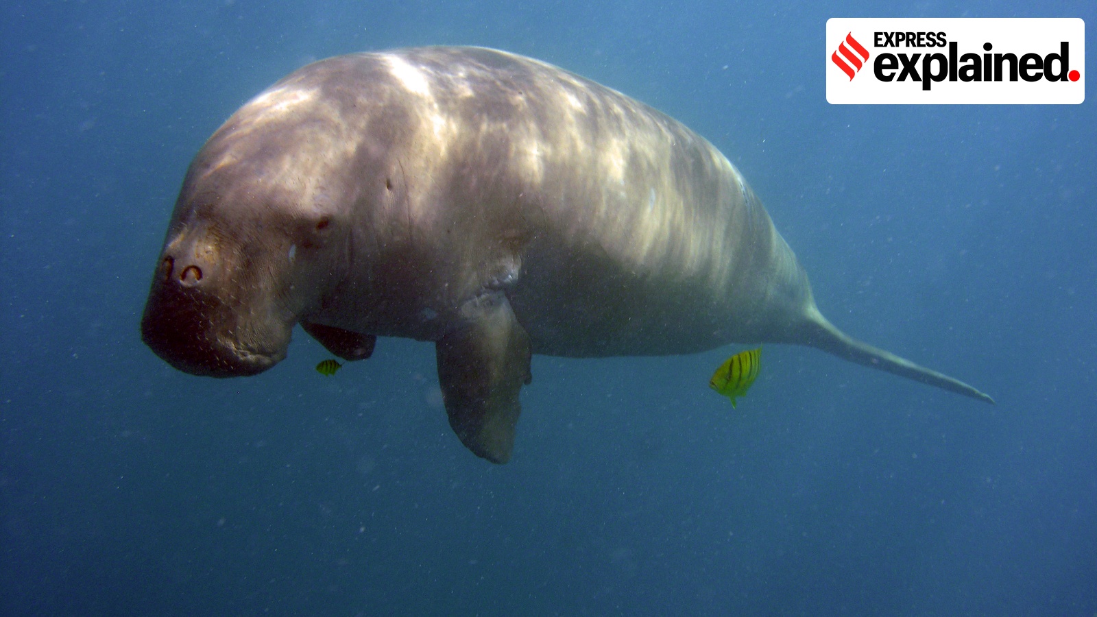Human activities & coastal habitat degradation: Why India’s sea cows are under threat