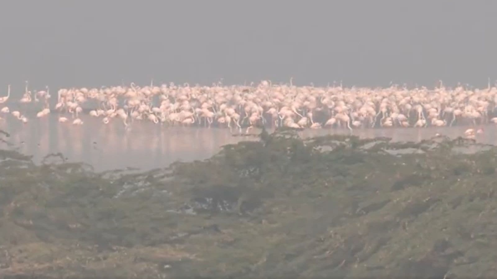 Watch: Sambhar Lake turns pink as Flamingos arrive in thousands | India ...