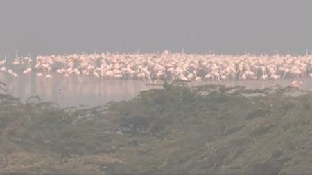 Flamingos Sambhar lake