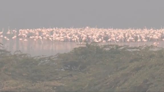 Flamingos Sambhar lake