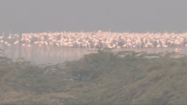 Flamingos Sambhar lake