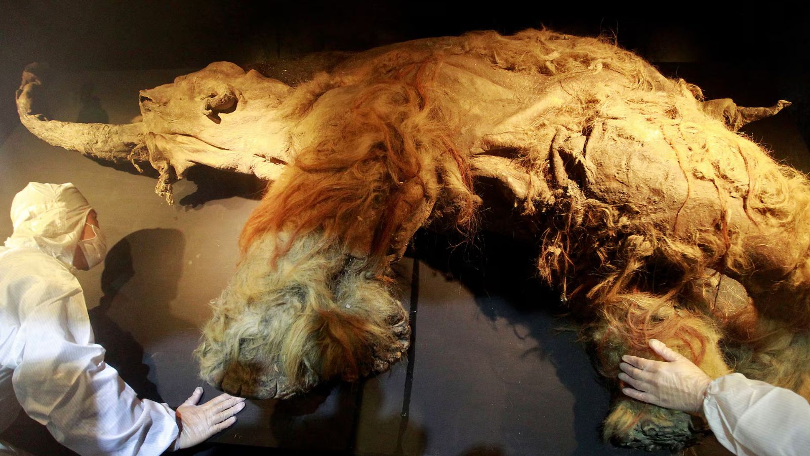 39,000-year-old mammoth RNA found in Siberian permafrost