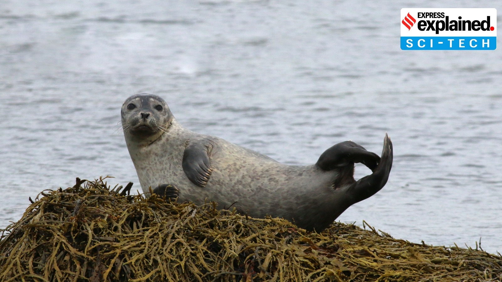 Grey seal milk is more complex than breast milk, new study reveals: Why is this significant?
