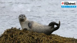 grey seal