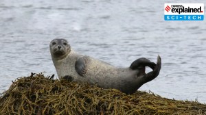 Grey seal milk is more complex than breast milk, new study reveals: Why is this significant?
