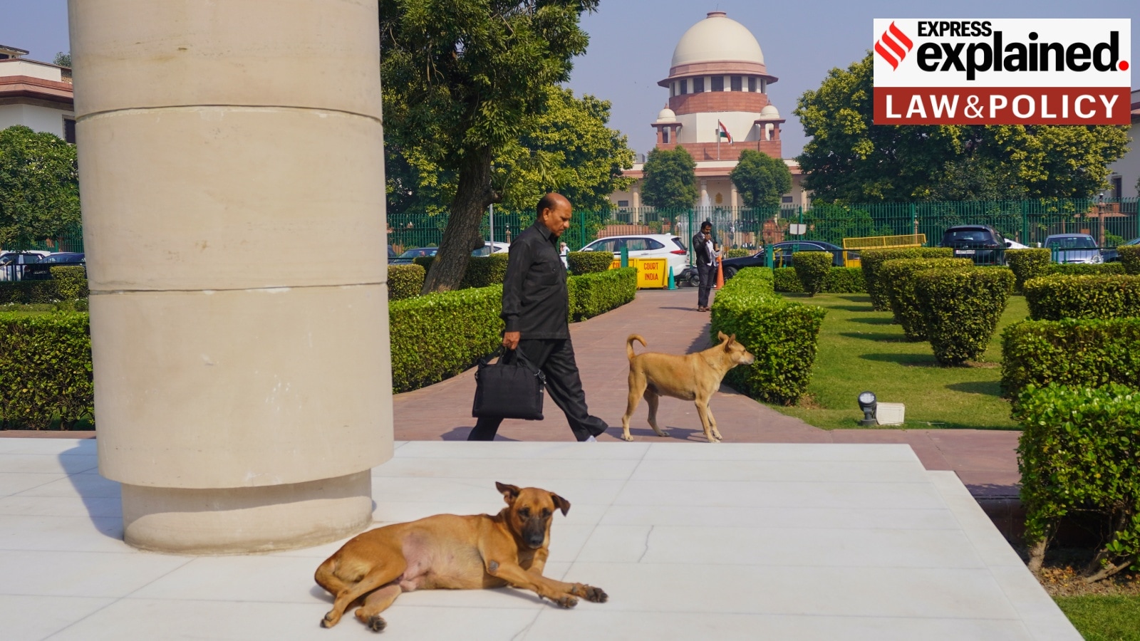 SC orders to remove stray dogs from public premises: What did the court say previously?