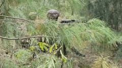 ‘Cornered militants opened fire’: How Operation Pimple stopped infiltration bid in Kashmir